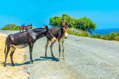 Yabani eşekler Karpaz Milli Parkı girişinde bir şeyler ye, Cypru onlara turistler için bekliyor