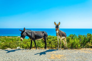 Yabani eşekler Karpaz Milli Parkı girişinde bir şeyler ye, Cypru onlara turistler için bekliyor