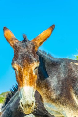 Yabani eşekler Karpaz Milli Parkı girişinde bir şeyler ye, Cypru onlara turistler için bekliyor
