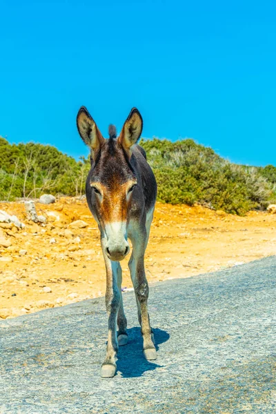 Burros Salvajes Están Esperando Entrada Del Parque Nacional Karpaz Para — Foto de Stock