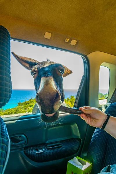 Burro Salvaje Está Rogando Conductor Coche Para Foo — Foto de Stock