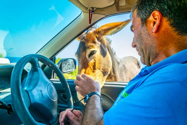 Dipkarpaz Cyprus Augustus 2017 Wilde Ezel Bedelen Een Automobilist Voor — Stockfoto