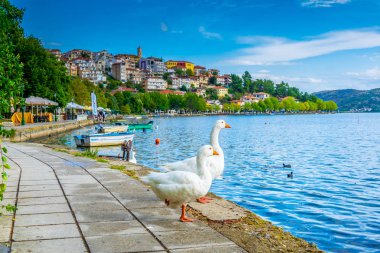 Arka planda Greec için Kesriye şehir ile beyaz kaz