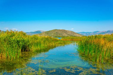 Greec gölde Kastoria/ORESTIADA, Reed
