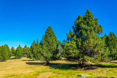 Orman ve çayır Andorr