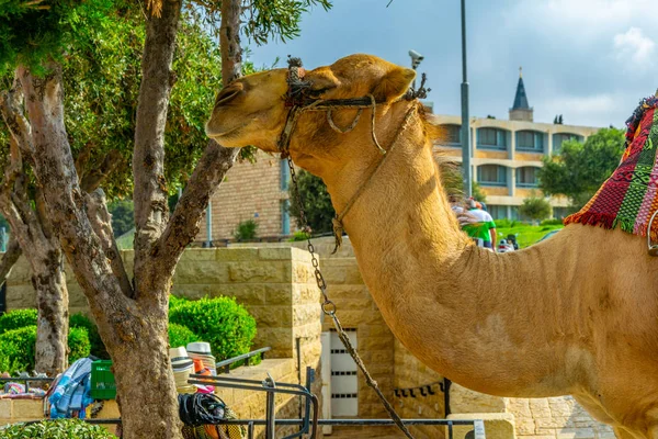 Camello en el monte de las aceitunas en Jerusalén, Israel — Foto de Stock