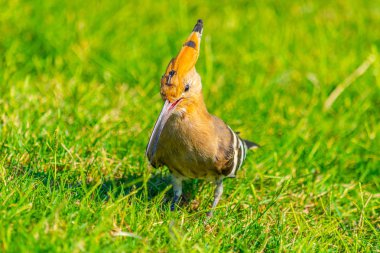 İbibik, Tel Aviv İsrail'in ulusal bir kuş