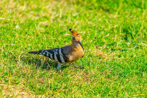 Hoopoe, a national bird of Israel, in Tel Aviv — Stock Photo, Image