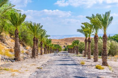 Beit Shean, Israel Bridge'de kesildi thr önde gelen hurma sokak
