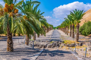 Beit Shean, Israel Bridge'de kesildi thr önde gelen hurma sokak