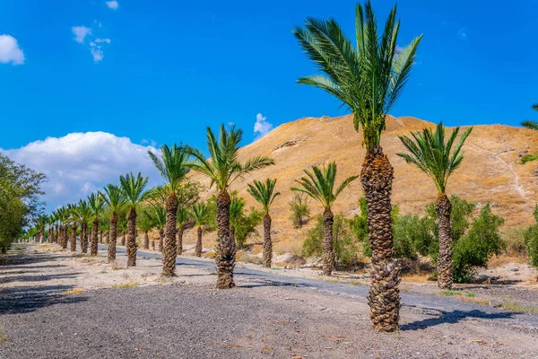 Callejón de Palm que conduce al puente truncado en Beit Shean, Israel —  Fotos de Stock