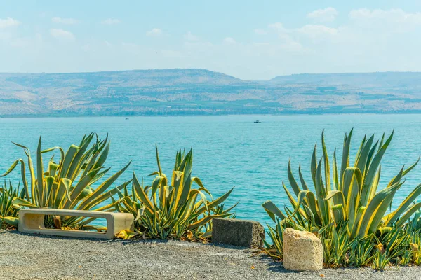 Galilejské jezero s lavici a květiny v Izraeli — Stock fotografie