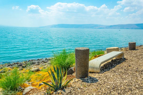 Галилейское море со скамейкой и цветами в Израиле — стоковое фото
