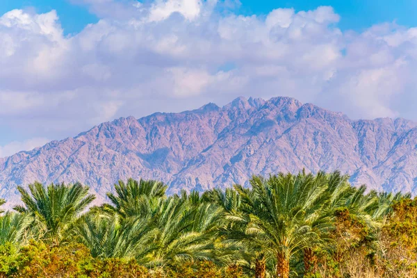Bosque de palmeras en la frontera entre Israel y Jordania cerca de Eilat — Foto de Stock