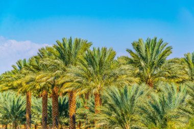 Palmiye orman yakınındaki eilat İsrail ile Ürdün arasındaki sınır üzerinde