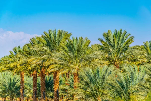 Palm forest on border between israel and jordan near eilat