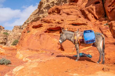 Petra, Jordan, genç eşek