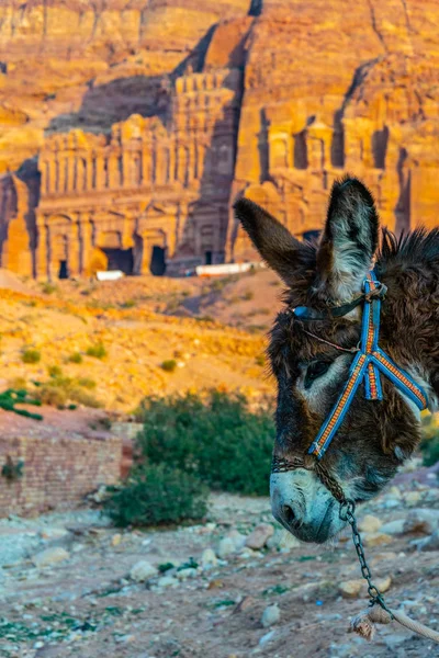 Tumba del palacio vista detrás de un burro en Petra, Jordania — Foto de Stock