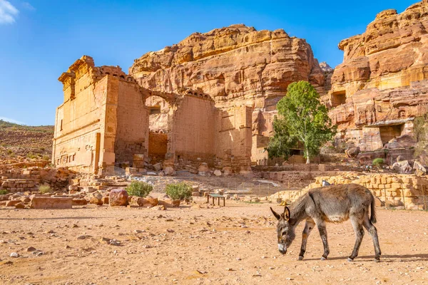 Qasr al Bint visto detrás de un par de burros en Petra, Jordania — Foto de Stock