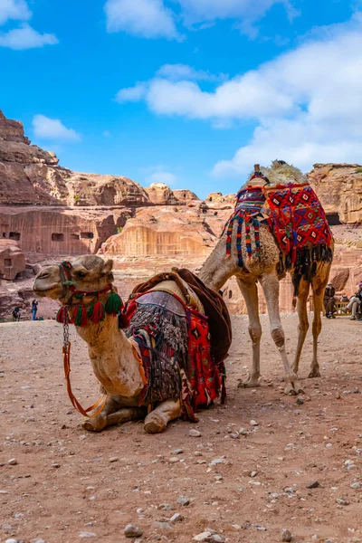 Kamelen in Petra, Jordanië — Stockfoto