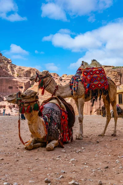 Camellos en Petra, Jordania — Foto de Stock