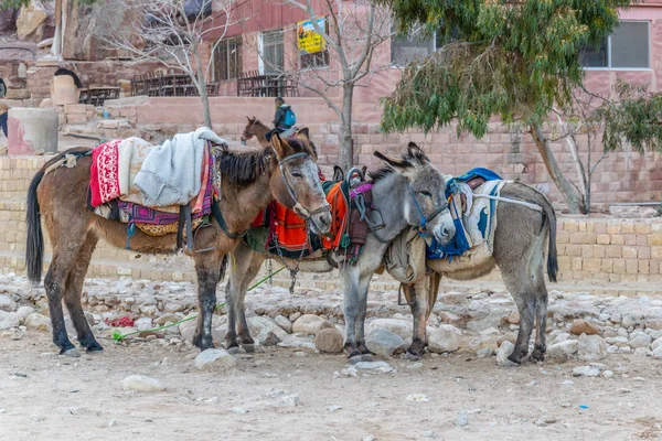 Qasr al Bint bekeken achter een paar ezels in Petra, Jordan — Stockfoto