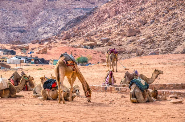 Um grupo de camelos descansando perto da primavera de Lawrence em Wadi Rum, Jord — Fotografia de Stock