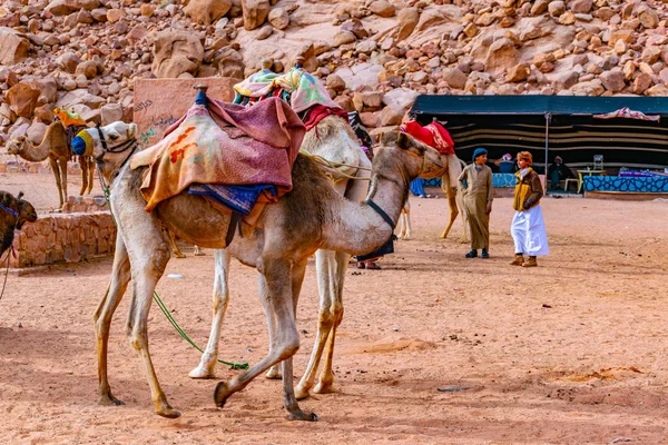 WADI RUM, JORDANIA, 5 DE ENERO DE 2019: Un grupo de camellos descansando nea — Foto de Stock