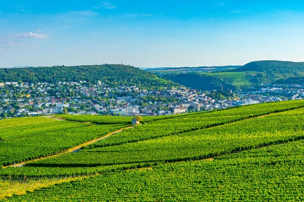 Vin gårdar nära Rudesheim am Rhein i Tyskland — Stockfoto