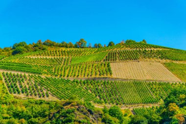 Almanya 'daki St. Goar yakınlarındaki üzüm bağları