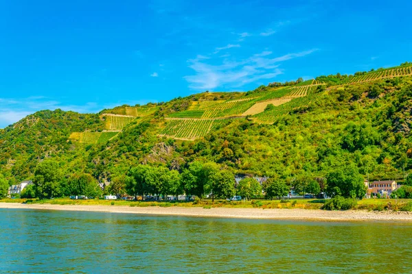 Szőlőültetvények a németországi St. Goar közelében — Stock Fotó