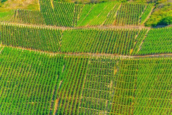 Winnice w pobliżu Boppard w Niemczech — Zdjęcie stockowe