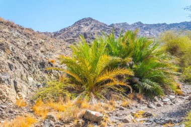 Muttrah, Muscat, Umman ünlü c38 yürüyüş parkuru çevreleyen Umman Doğa.