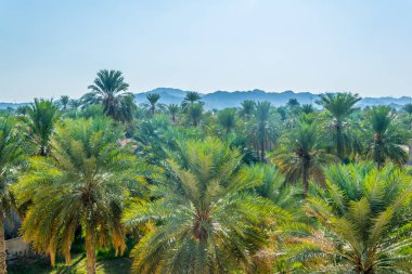Umman'daki Nizwa Kalesi'ni çevreleyen Yemyeşil Vaha.