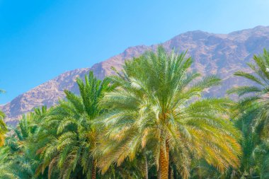 Umman arka planda dik bir uçurum ile wadi tiwi Palmiye.