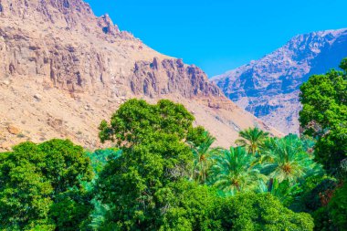 Palms in the wadi tiwi with a steep cliff at background in Oman.