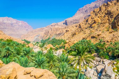 Umman arka planda dik bir uçurum ile wadi tiwi Palmiye.