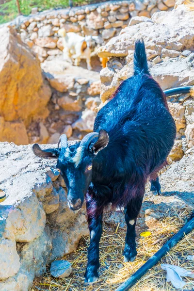 Una cabra de montaña en colinas escarpadas del Wadi Tiwi, Sultanato de Omán — Foto de Stock