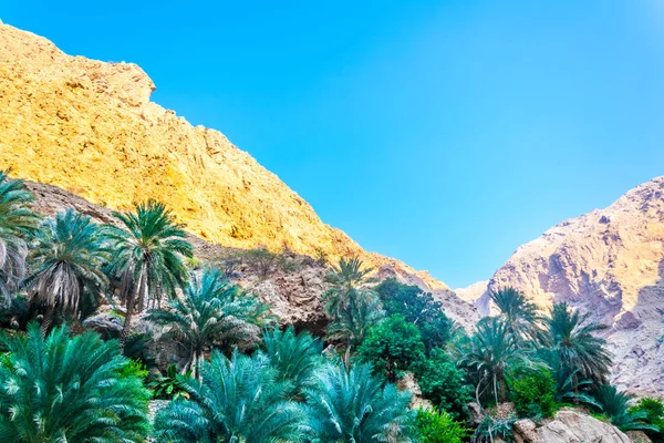 Παλάμες στο The Wadi Shab με ένα απότομο γκρεμό στο παρασκήνιο στο Ομάν. — Φωτογραφία Αρχείου