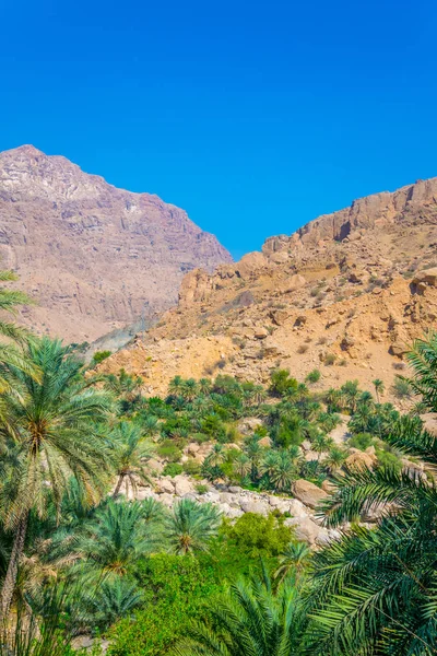 Palmeras en el wadi tiwi con un acantilado empinado en el fondo en Omán . — Foto de Stock