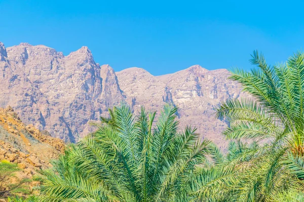在阿曼的背景与陡峭的悬崖在瓦迪提维的棕榈. — 图库照片