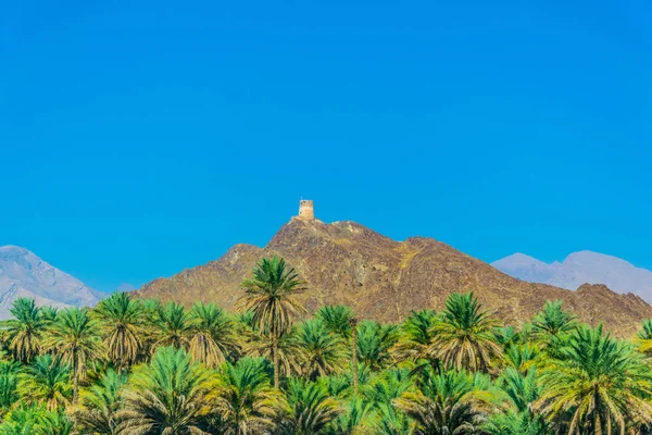 View of a watch tower in the nizwa region perched on a hill and surrounded by a lush oasis full of palms, oman. — Stock Photo, Image