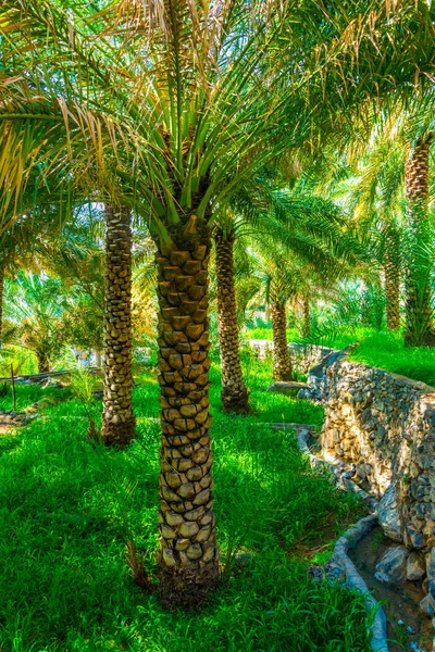 View of an oasis with typical falaj irrigation system in the Misfat al abriyeen village in Oman. — Stock Photo, Image