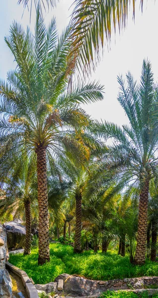 Blick auf eine Oase mit typischem Falaj-Bewässerungssystem im malfetten al-abriyeen Dorf in oman. — Stockfoto