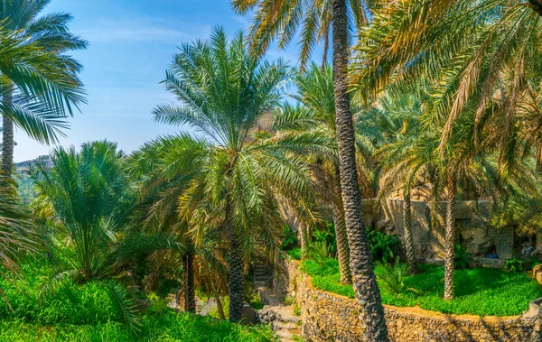 Vy över en oas med typiskt Falaj bevattningssystem i byn Misfat Al abriyeen i Oman. — Stockfoto