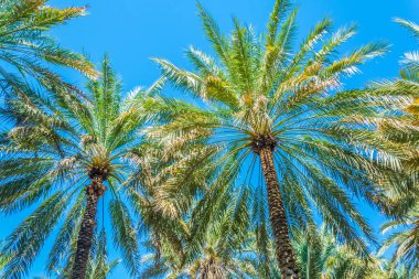 Al Ain, Bae'de UNESCO'ya kayıtlı vahanın görünümü