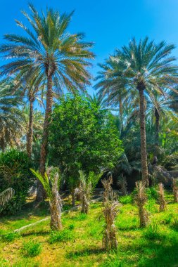 Al Ain, Bae'de UNESCO'ya kayıtlı vahanın görünümü