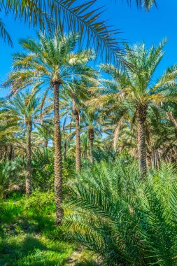 Al Ain, Bae'de UNESCO'ya kayıtlı vahanın görünümü