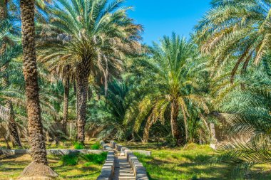 Al Ain, Bae'de UNESCO'ya kayıtlı vahanın görünümü