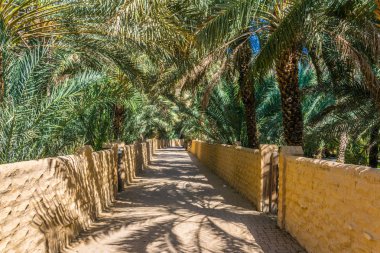Al Ain, Bae'de UNESCO'ya kayıtlı vahanın görünümü